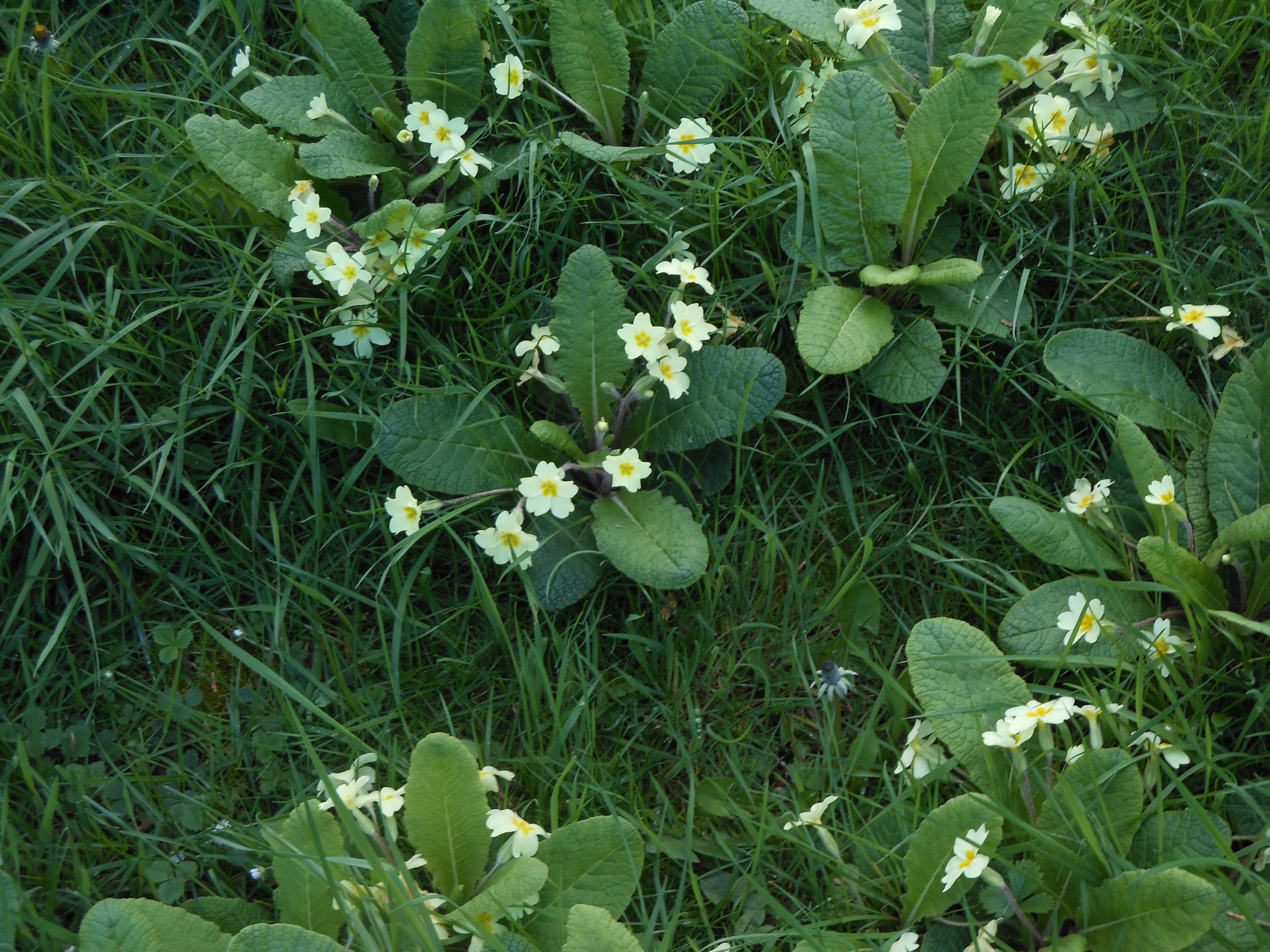 Well Dressings Bakewell